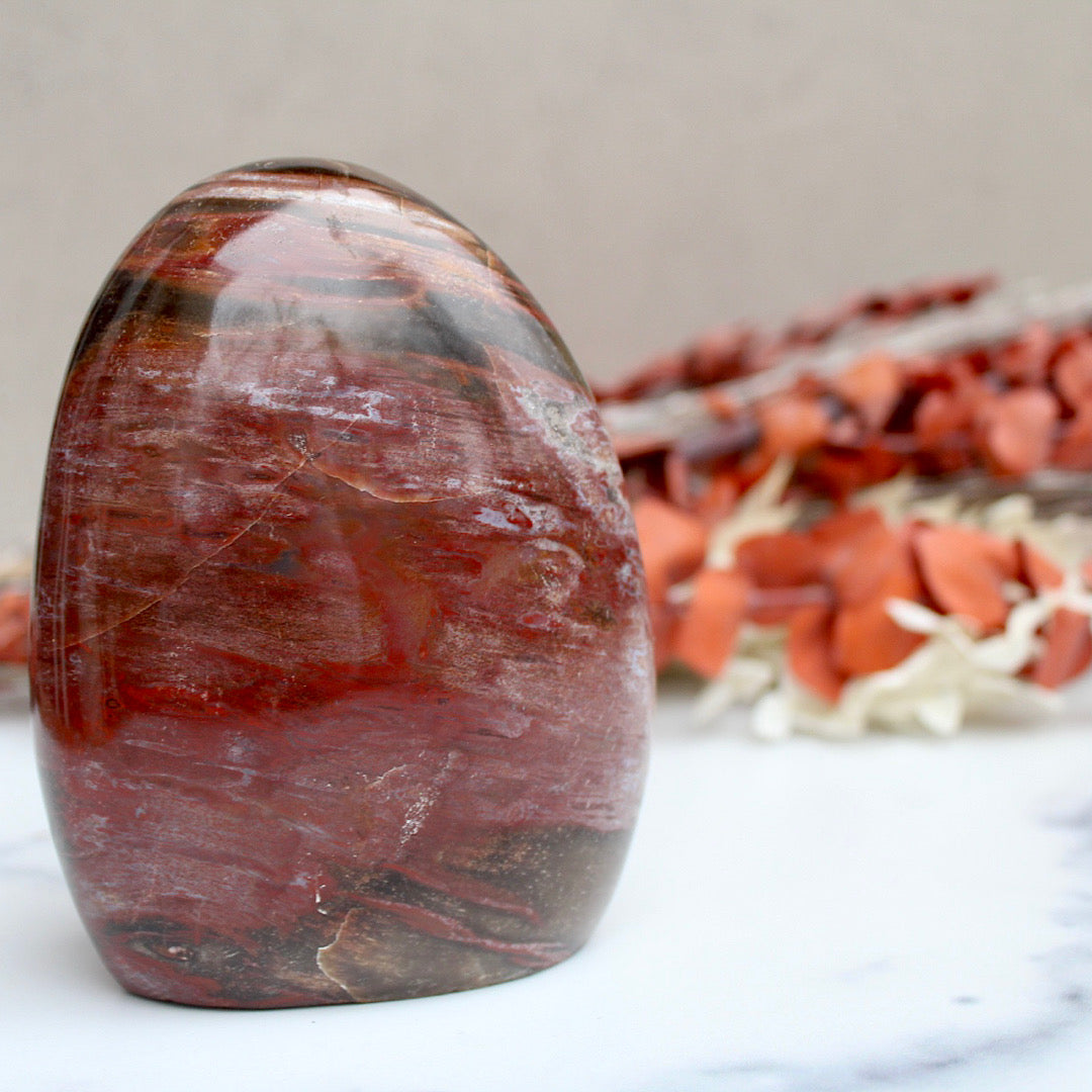 Polished Petrified Wood - Standing (Scarred)