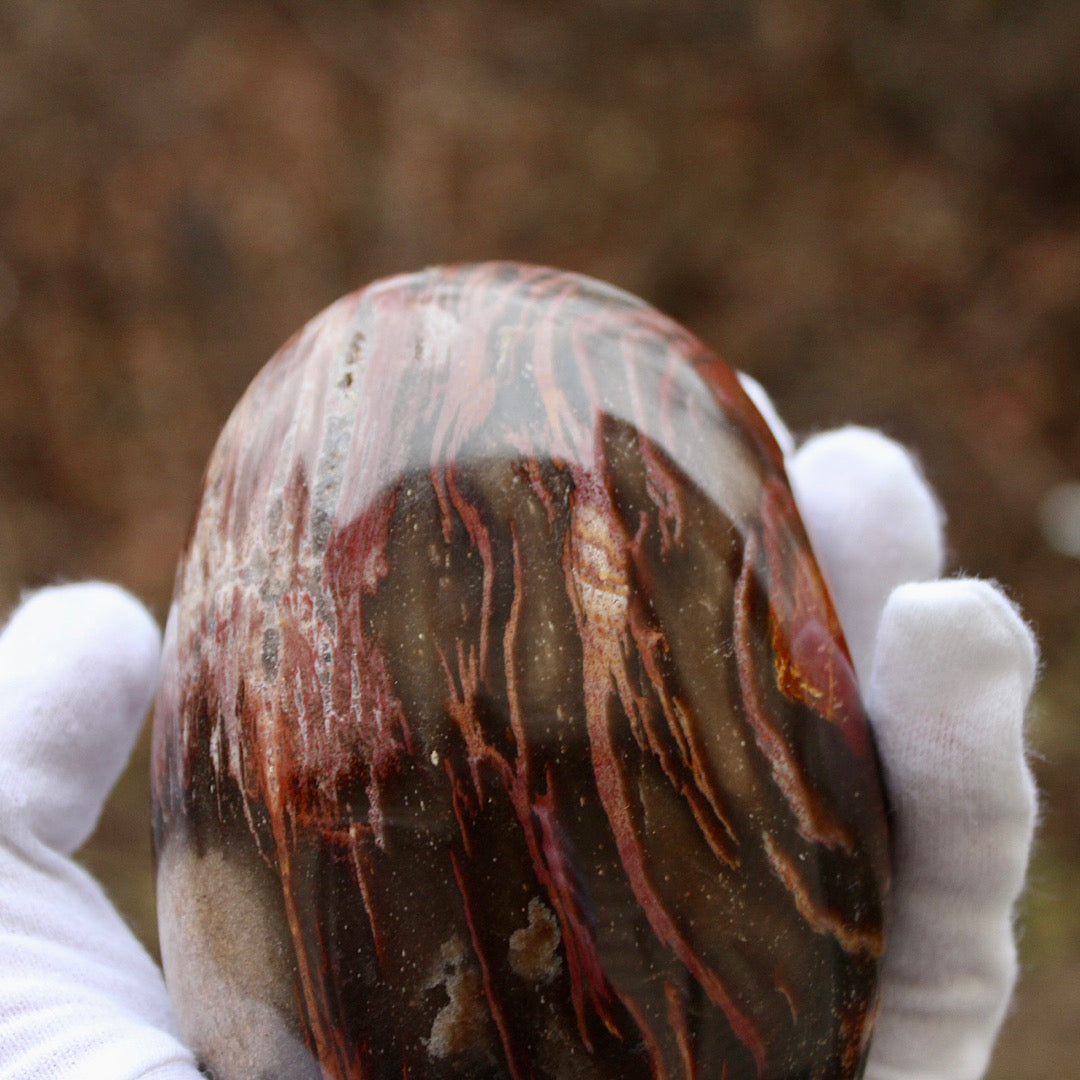 close up petrified wood red streaks