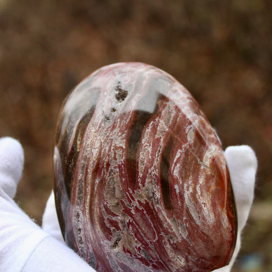 close up petrified wood