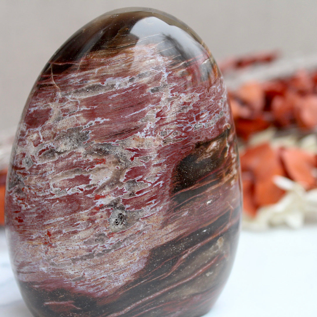 Polished Petrified Wood - Standing (Scarred)