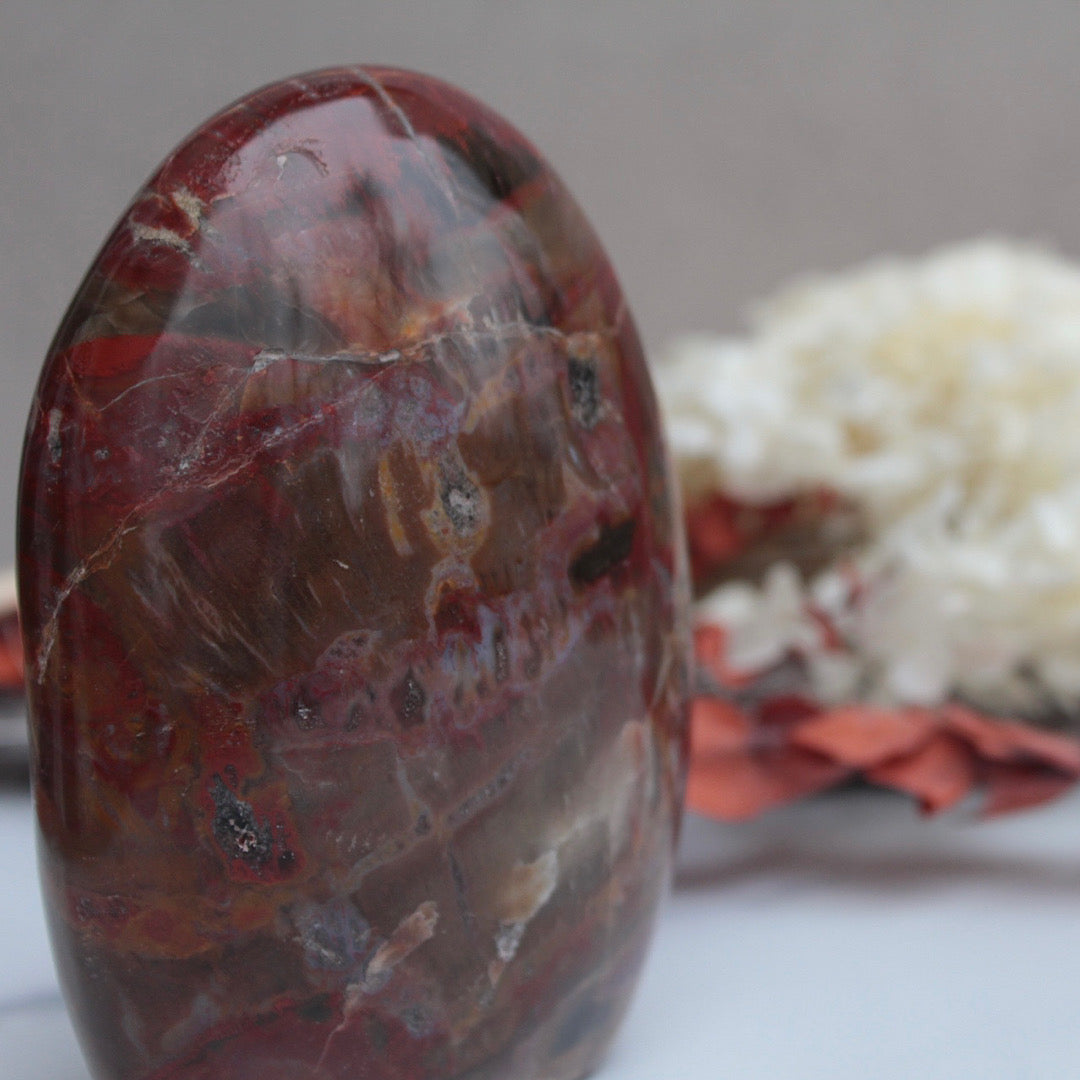 petrified wood polished