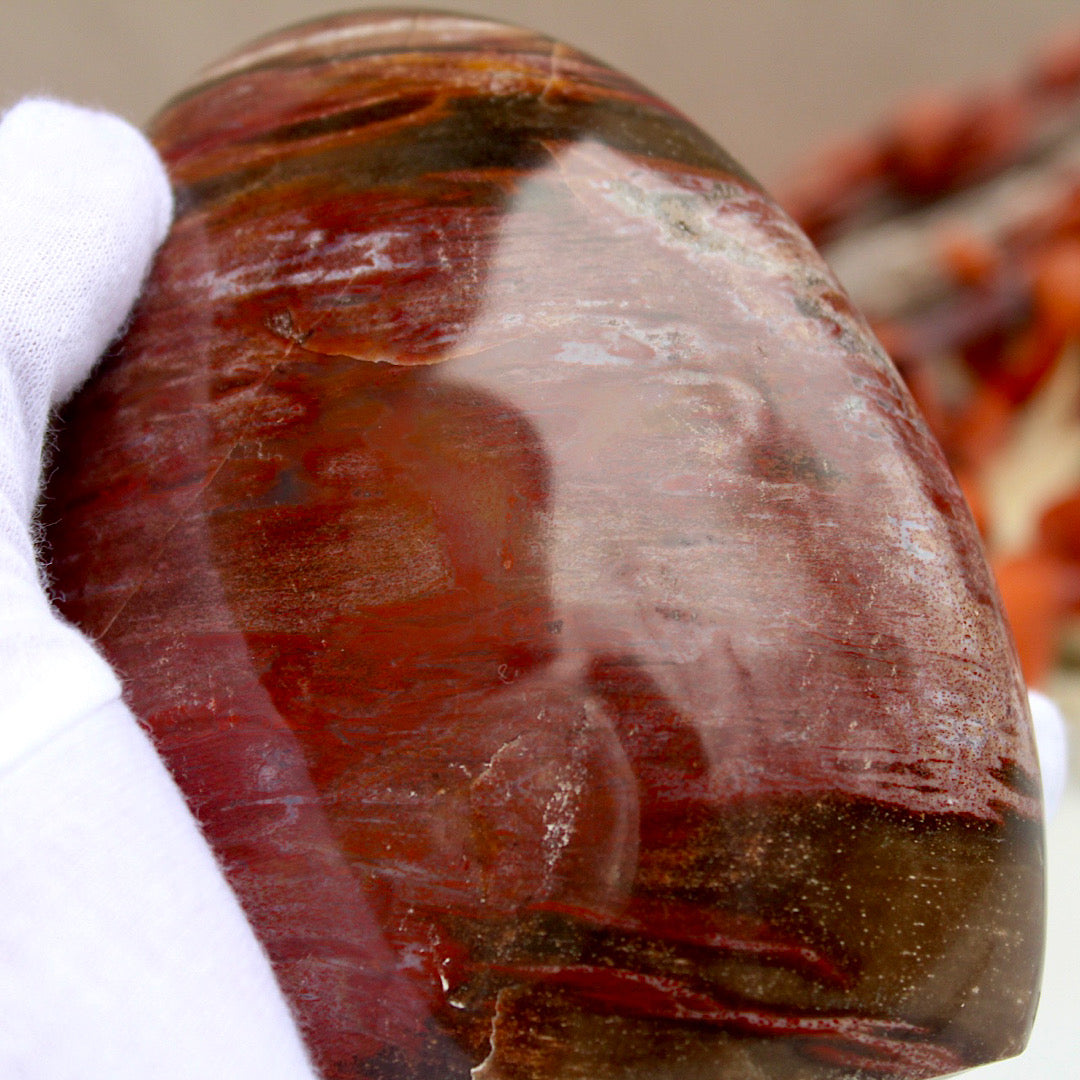 Polished Petrified Wood - Standing (Scarred)