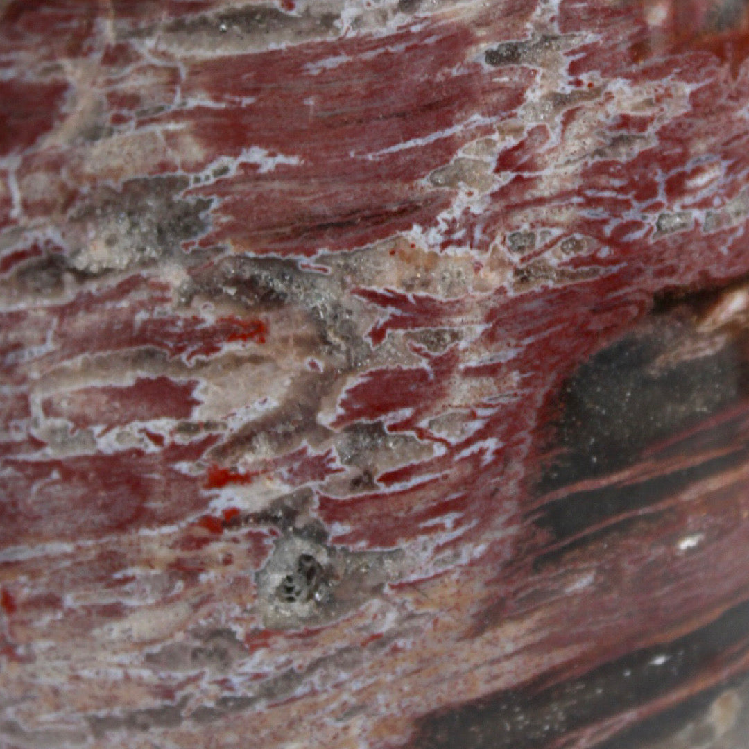 Polished Petrified Wood - Standing (Scarred)