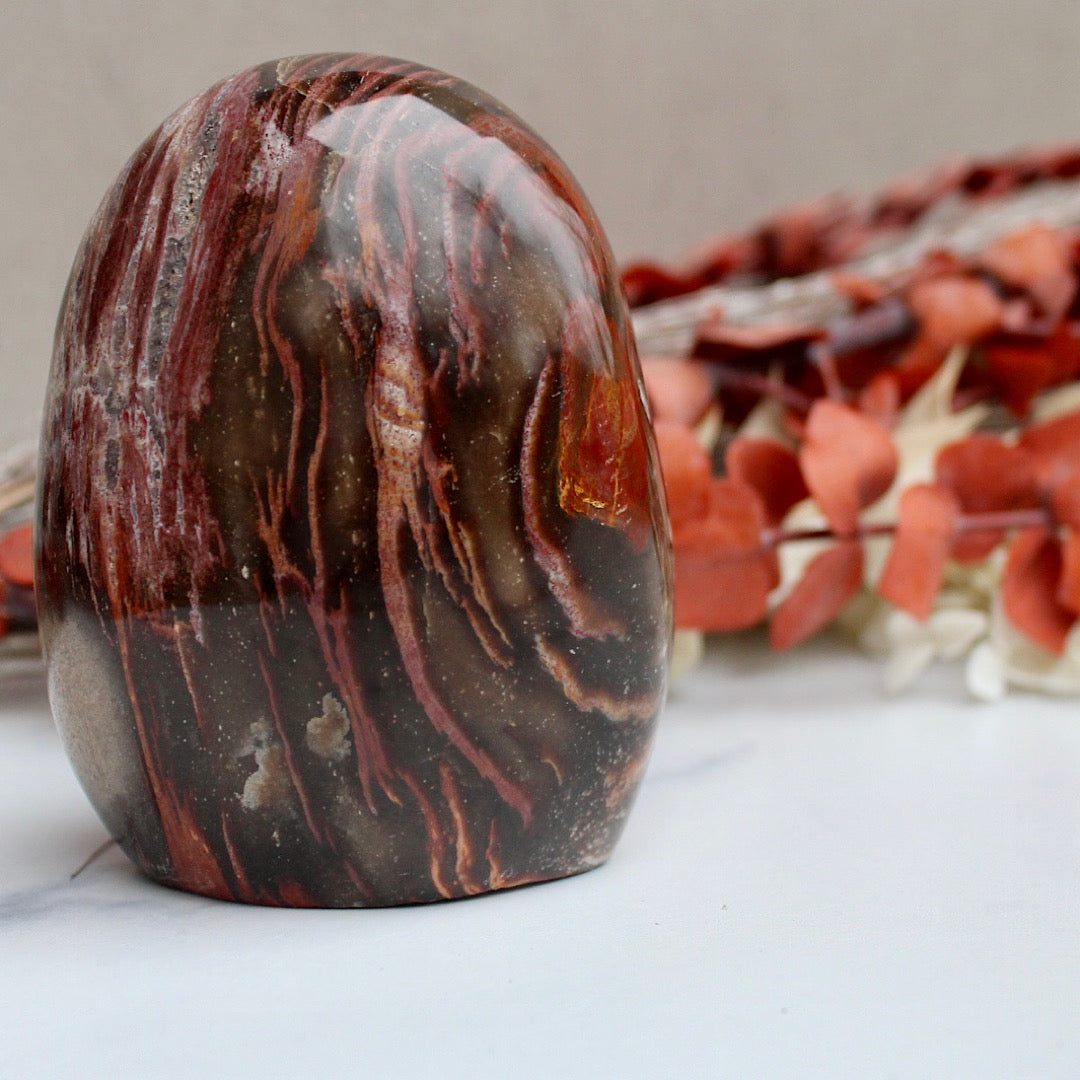 beauty shot petrified wood