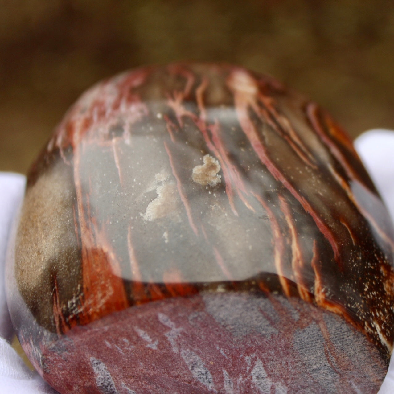 close up picture of petrified wood