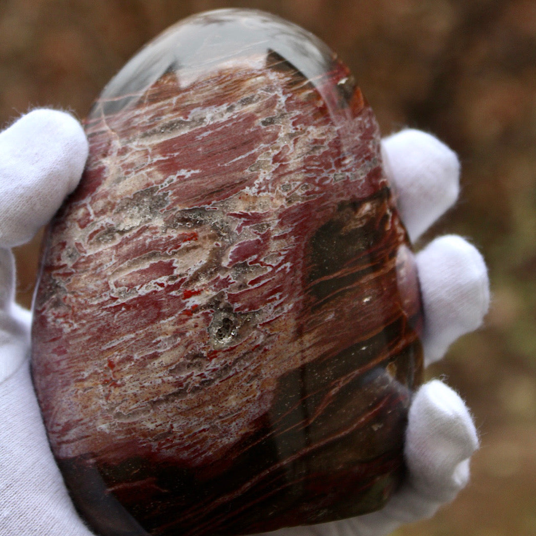 Polished Petrified Wood - Standing (Scarred)