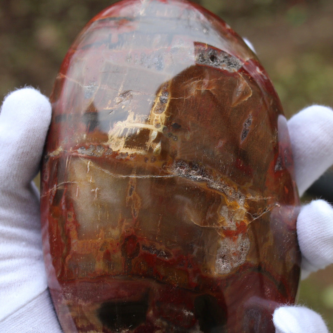 petrified wood polished close up view