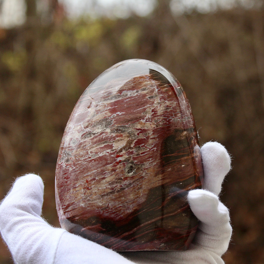 Polished Petrified Wood - Standing (Scarred)