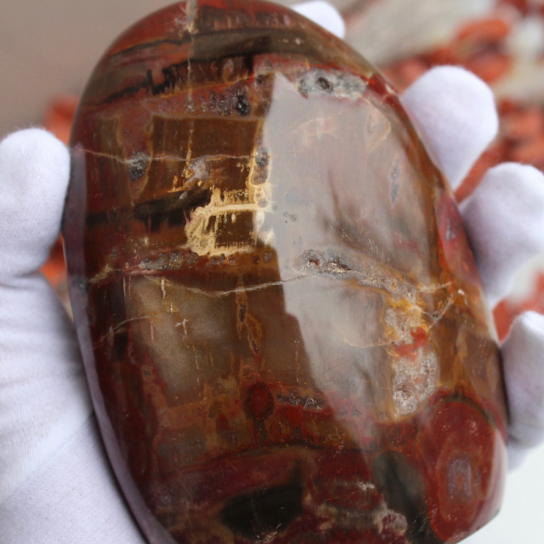 handheld polished petrified wood